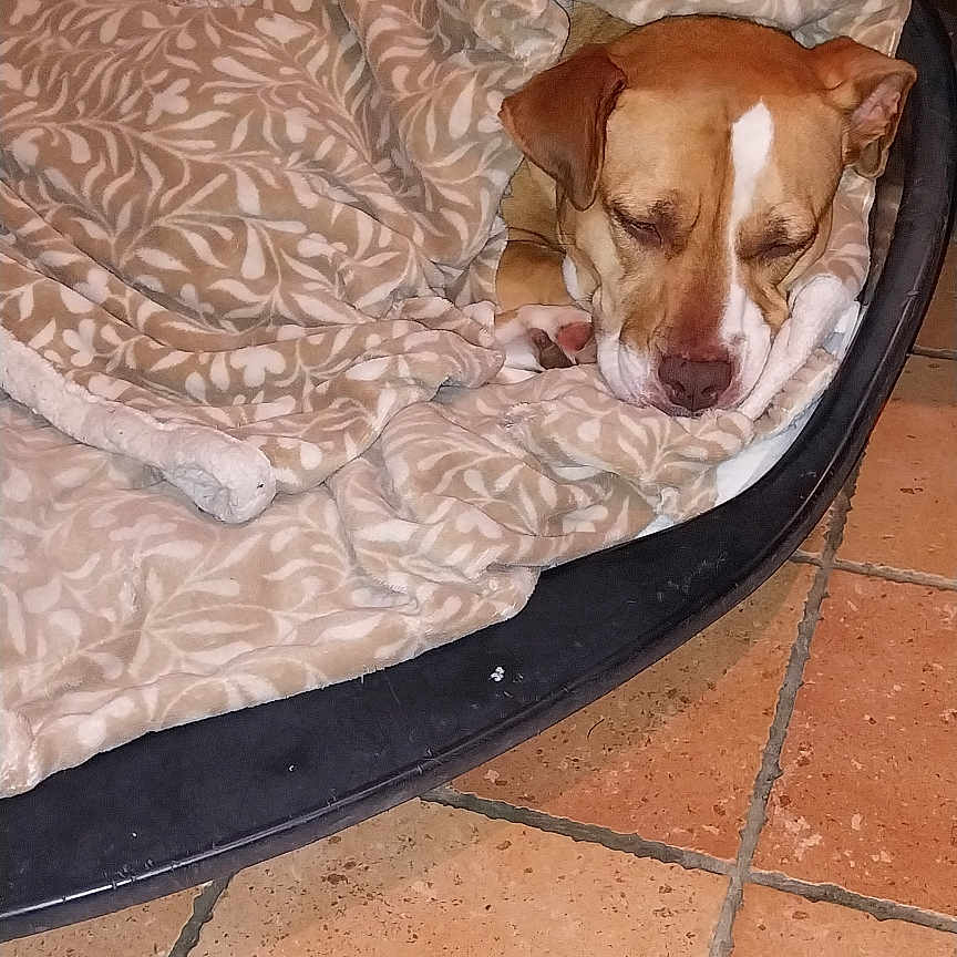 Lizy a rejoint le concours — aidez-le/la à gagner de superbes lots ! bed, blanket, brown_dog, canine, closed_eyes, comfortable, cozy, dog, domestic, fur, household, indoor, patterned_blanket, pet_bed, quiet, relaxation, resting, sleeping, tile_floor, warm