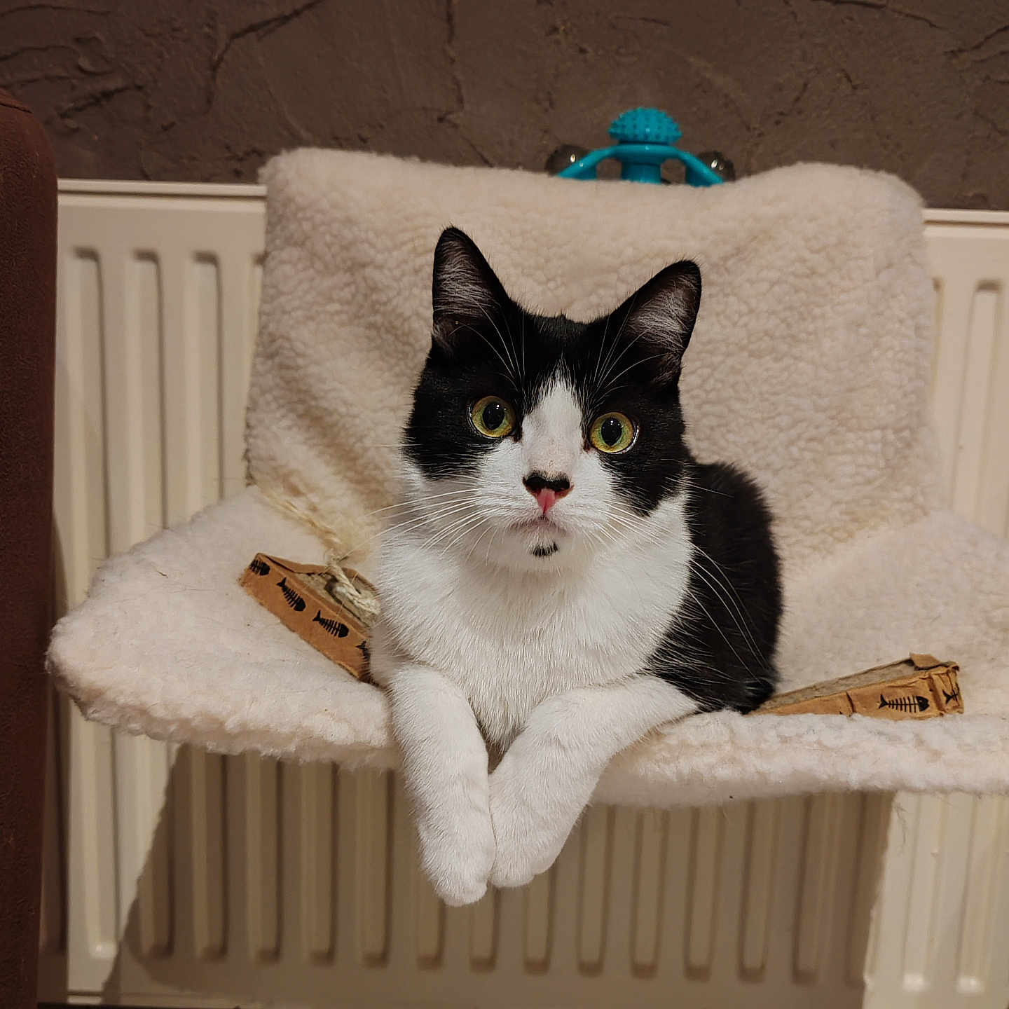 Gus participe au concours pour gagner de l'argent avec cette photo : abyssinian, animal, architecture, armchair, bed, building, cat, chair, couch, crib, furniture, indoors, infantbed, kitten, livingroom, manx, pet, room, shelf, wood
