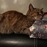 Lily joined the competition — help win amazing prizes! cat, tabby, sleeping, gift, wrapping_paper, spider_web, skull, black_leather, resting, feline, indoor, close_up, pet, animal, relaxed, cozy, soft_light, quiet, peaceful, background