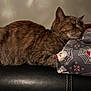 cat, tabby, sleeping, gift, wrapping_paper, spider_web, skull, black_leather, resting, feline, indoor, close_up, pet, animal, relaxed, cozy, soft_light, quiet, peaceful, background