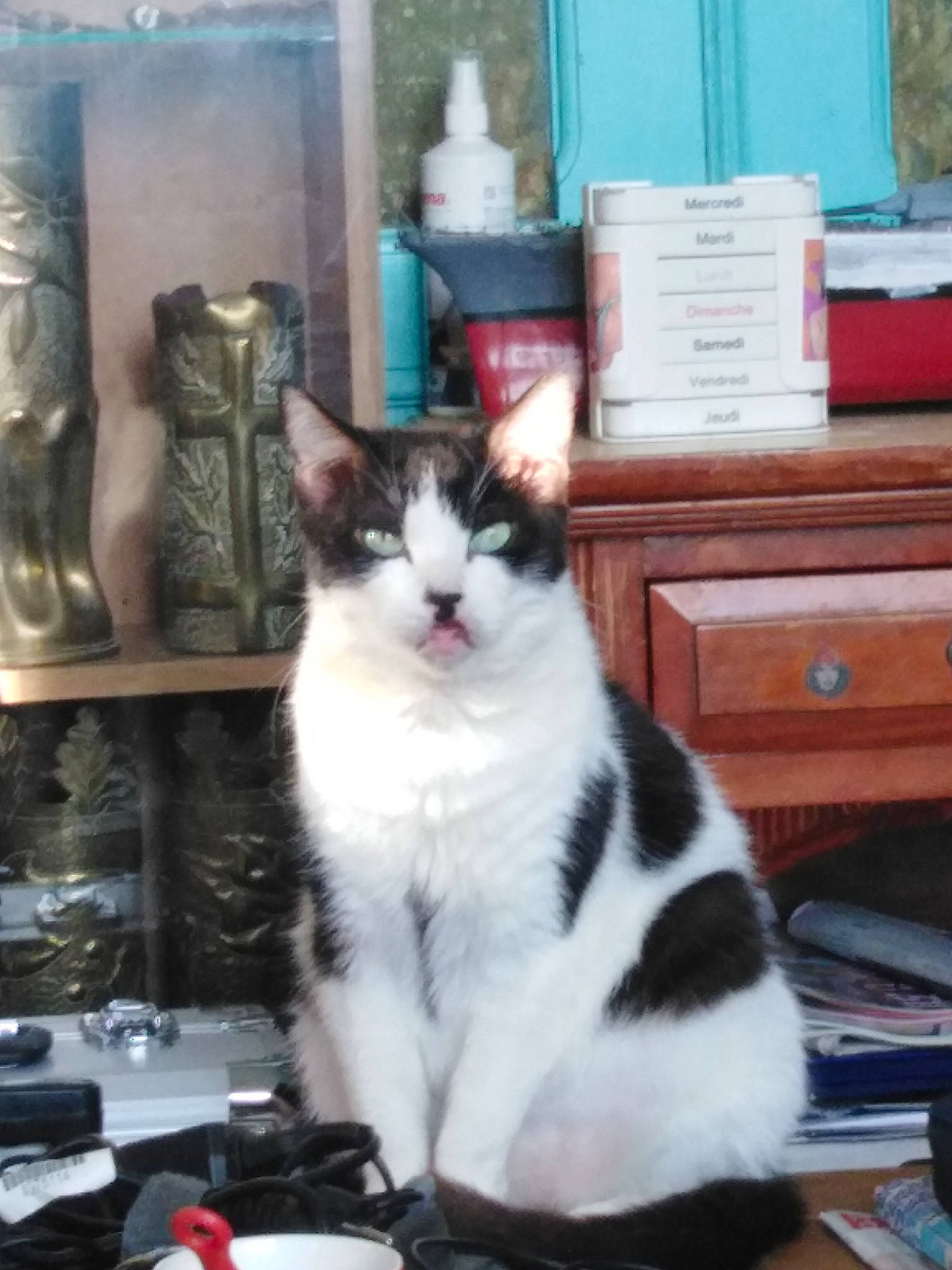 Dodo a rejoint le concours — aidez-le/la à gagner de superbes lots ! aegean_cat, american_wirehair, carnivore, cat, domestic_short_haired_cat, european_shorthair, felidae, japanese_bobtail, kitten, mammal, norwegian_forest_cat, polydactyl_cat, small_to_medium_sized_cats, whiskers