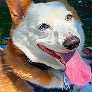 Jax is registered to the contest to win money with this photo: animal, blanket, canine, closeup, collar, corgi, dog, ears, fur, happy, heart_pattern, leash, nature, outdoor, park, pet, playful, smiling, sunlight, tongue_out