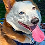 animal, blanket, canine, closeup, collar, corgi, dog, ears, fur, happy, heart_pattern, leash, nature, outdoor, park, pet, playful, smiling, sunlight, tongue_out