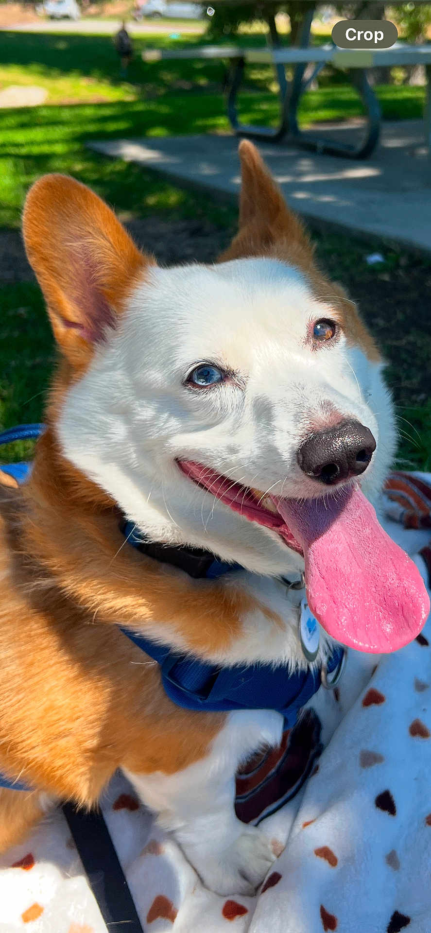 Jax