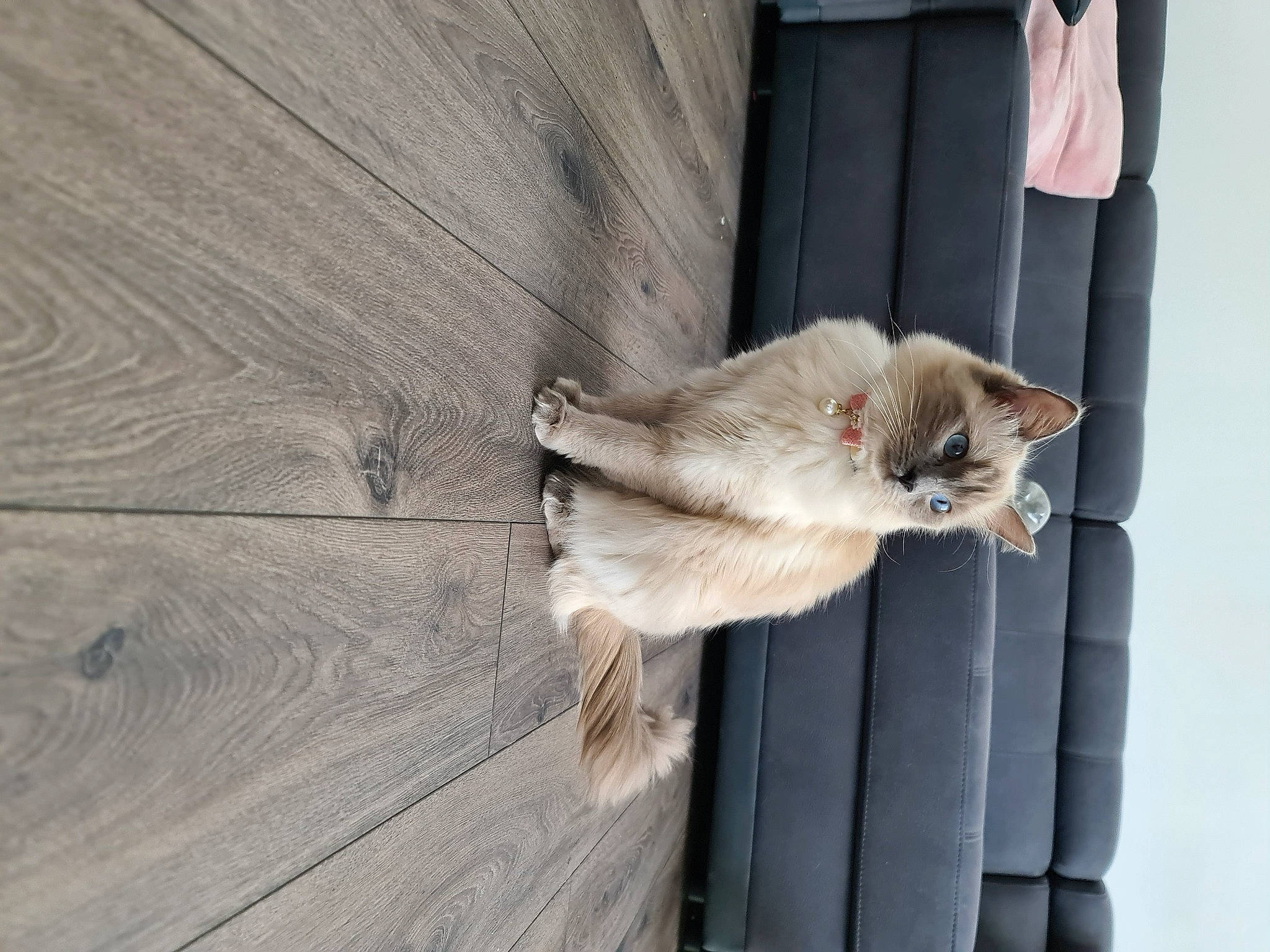 Mylah joined the competition — help win amazing prizes! carnivore, cat, claw, domestic_short_haired_cat, fawn, felidae, flooring, fur, grey, hardwood, lumber, plank, plywood, small_to_medium_sized_cats, tail, whiskers, window, wood, wood_flooring, wood_stain