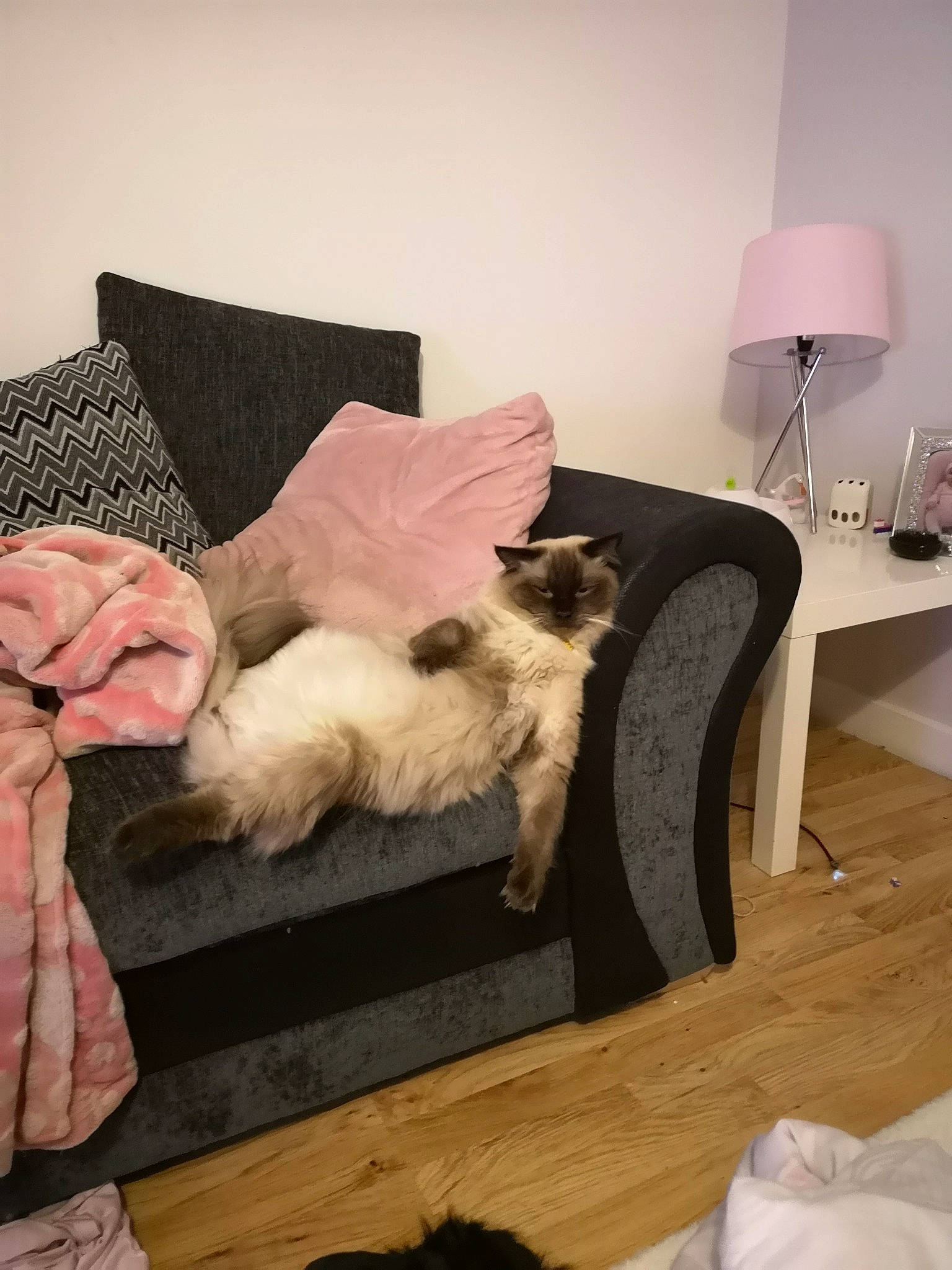 Shiro joined the competition — help win amazing prizes! art, carnivore, chair, comfort, companion_dog, dog, dog_breed, fawn, felidae, flooring, fur, furniture, hardwood, lamp, room, small_to_medium_sized_cats, tail, terrier, toy_dog, wood