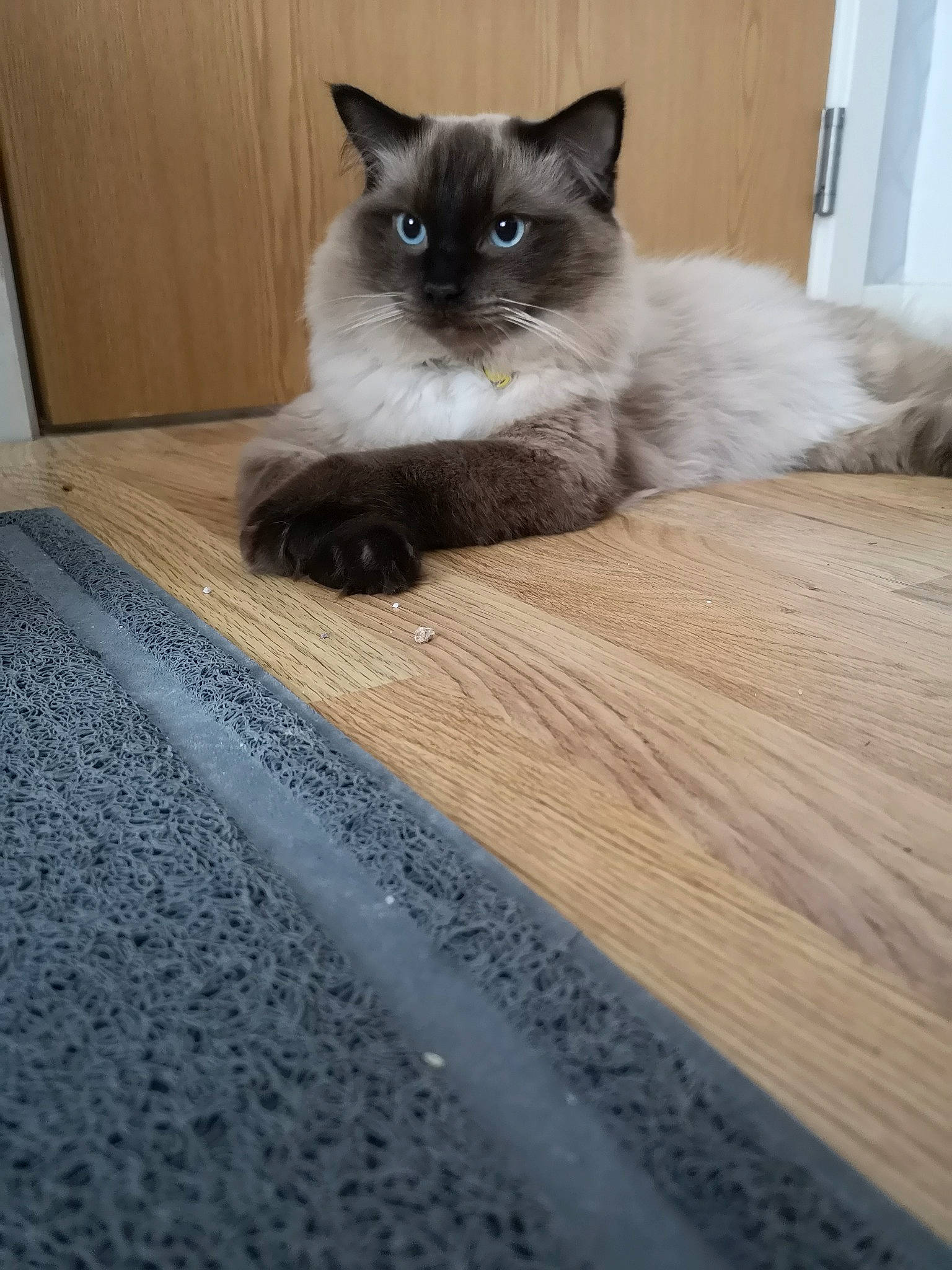 Shiro is registered to the contest to win money with this photo: birman, carnivore, cat, comfort, fawn, felidae, flooring, fur, grey, hardwood, iris, laminate_flooring, siamese, small_to_medium_sized_cats, snout, tail, thai, whiskers, wood, wood_flooring