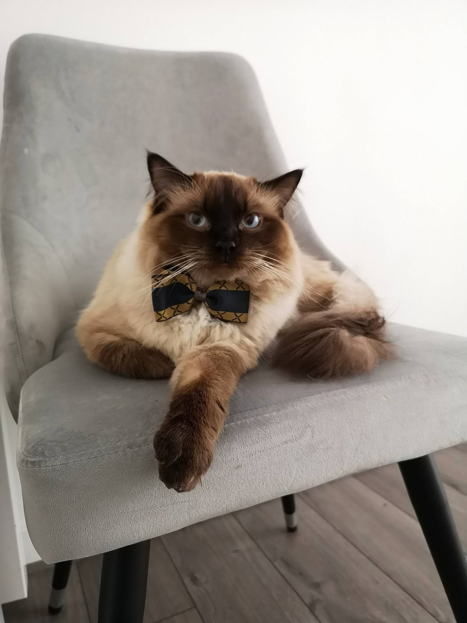 Shiro joined the competition — help win amazing prizes! balinese, birman, carnivore, cat, comfort, fawn, felidae, fur, hardwood, mammal, outdoor_furniture, siamese, sitting, small_to_medium_sized_cats, table, tail, thai, vertebrate, whiskers, wood