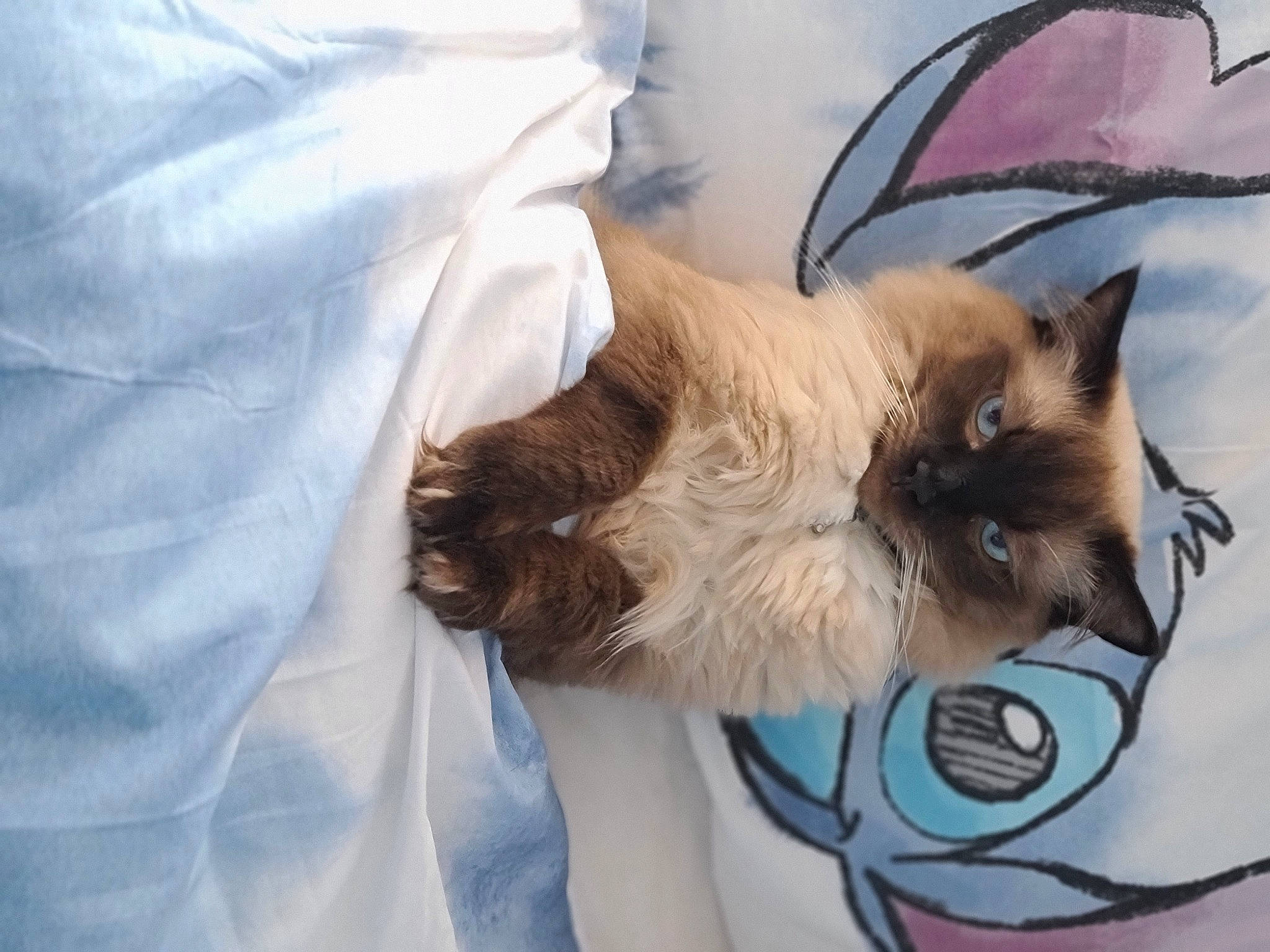 Shiro joined the competition — help win amazing prizes! bag, balinese, birman, carnivore, cat, comfort, domestic_short_haired_cat, fawn, felidae, fur, paw, plant, siamese, small_to_medium_sized_cats, snout, tail, thai, tonkinese, whiskers, window