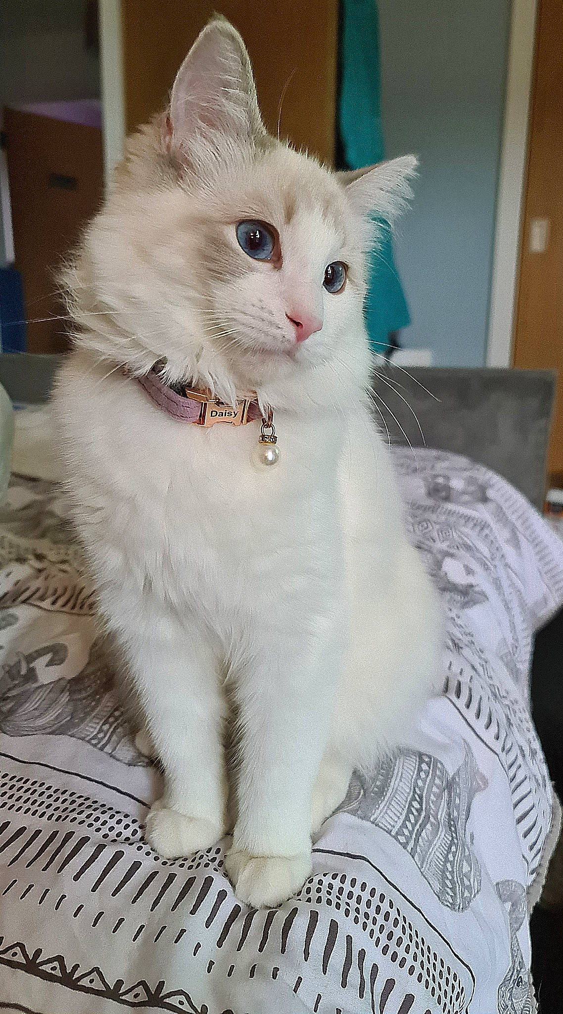 Daisy joined the competition — help win amazing prizes! carnivore, cat, claw, collar, comfort, domestic_short_haired_cat, fawn, felidae, fur, paw, sitting, small_to_medium_sized_cats, snout, tail, whiskers