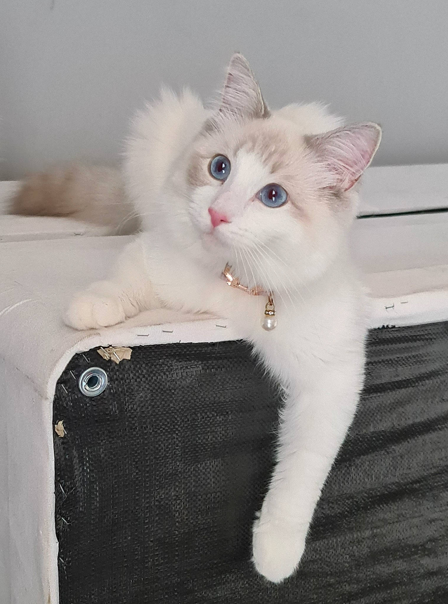 Daisy is registered to the contest to win money with this photo: carnivore, cat, claw, comfort, domestic_short_haired_cat, fawn, felidae, fur, paw, sitting, small_to_medium_sized_cats, snout, tail, whiskers, window