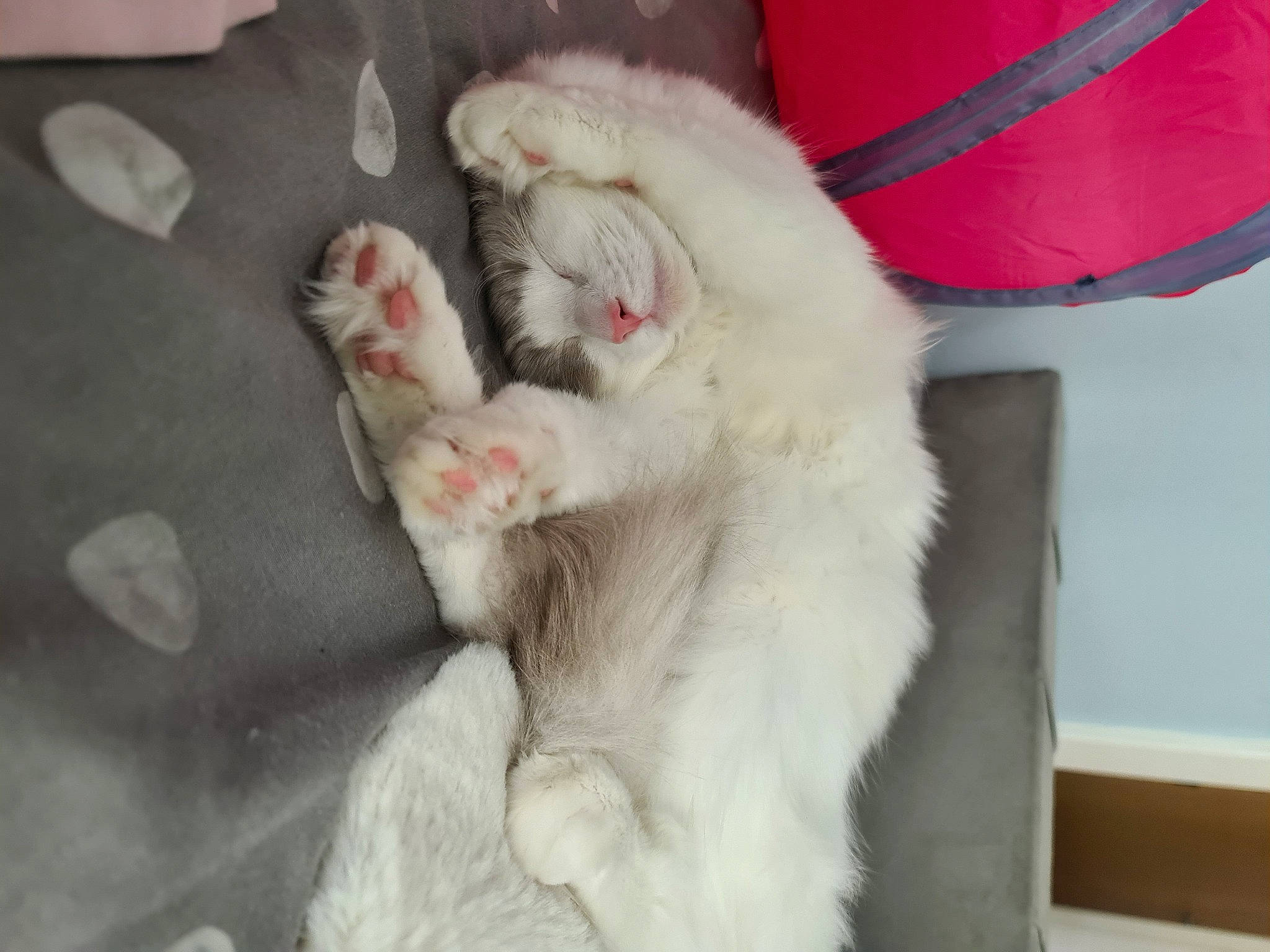 Daisy joined the competition — help win amazing prizes! canidae, carmine, carnivore, cat, claw, comfort, companion_dog, coquelicot, domestic_short_haired_cat, fang, fawn, felidae, fur, nap, paw, small_to_medium_sized_cats, snout, tail, whiskers