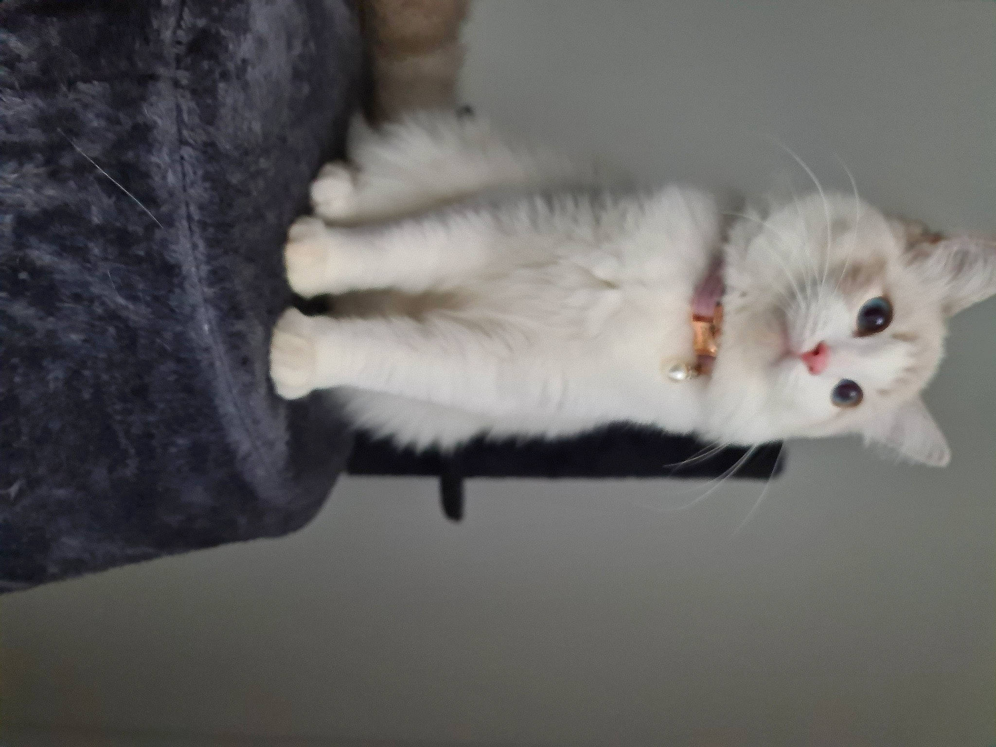 Daisy joined the competition — help win amazing prizes! carnivore, cat, claw, domestic_short_haired_cat, felidae, fur, paw, small_to_medium_sized_cats, snout, tail, whiskers