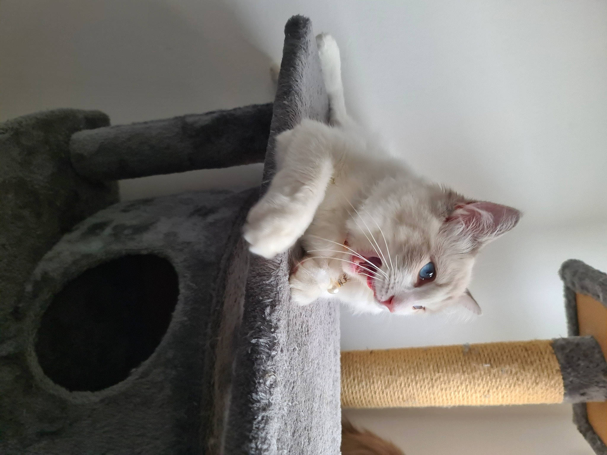 Daisy joined the competition — help win amazing prizes! box, carnivore, cat, cat_furniture, cat_supply, comfort, domestic_short_haired_cat, door, felidae, fur, grey, hardwood, paw, pet_supply, room, small_to_medium_sized_cats, tail, whiskers, wood