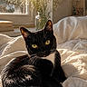 cat, black_cat, bed, white_bedding, window, sunlight, flowers, vase, cozy, indoor, pet, animal, resting, yellow_eyes, whiskers, soft_light, relaxed, feline, domestic_cat, curled_up