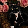 cat, black_and_white_cat, pearls, necklace, heart_pendant, pink_roses, flowers, ornate_fabric, chair, whiskers, yellow_eyes, pet, domestic_cat, resting, indoor, close_up, portrait, feline, decorative, luxury