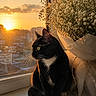 cat, black_and_white_cat, window, sunset, flowers, bouquet, white_flowers, windowsill, sunlight, reflection, nature, animal, pet, indoor, cozy, serene, warm_light, whiskers, portrait, domestic_cat