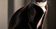 Noodles is registered to the contest to win money with this photo: cat, tuxedo_cat, black_and_white, pearl_necklace, green_eyes, sitting, reflective_surface, portrait, indoor, pet, feline, whiskers, elegant, close_up, animal, domestic_cat, fur, looking, cute, adorable