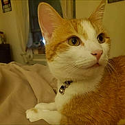 Emma is registered to the contest to win money with this photo: cat, orange_cat, white_cat, pet, indoor, collar, bell, bed, blanket, feline, animal, cute, curious, whiskers, ears, paws, close_up, resting, domestic_animal, fur