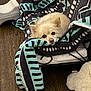 dog, pomeranian, small_dog, pet_bed, blanket, blanket_pattern, teal, black, hardwood_floor, cozy, resting, snuggling, fur, eyes, nose, indoor, plush_toy, metal_frame, cute, relaxed