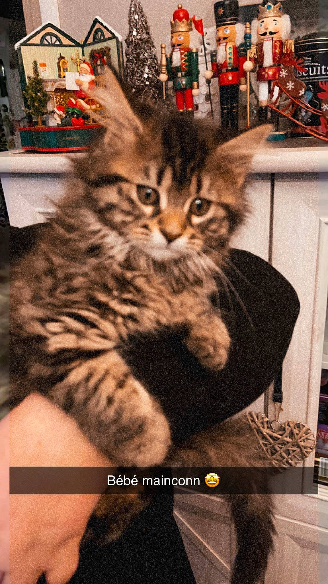 Saphyre a rejoint le concours — aidez-le/la à gagner de superbes lots ! carnivore, cat, claw, domestic_short_haired_cat, felidae, fur, maine_coon, paw, photo_caption, photography, picture_frame, plant, sitting, small_to_medium_sized_cats, snapshot, snout, tail, terrestrial_animal, tree, whiskers