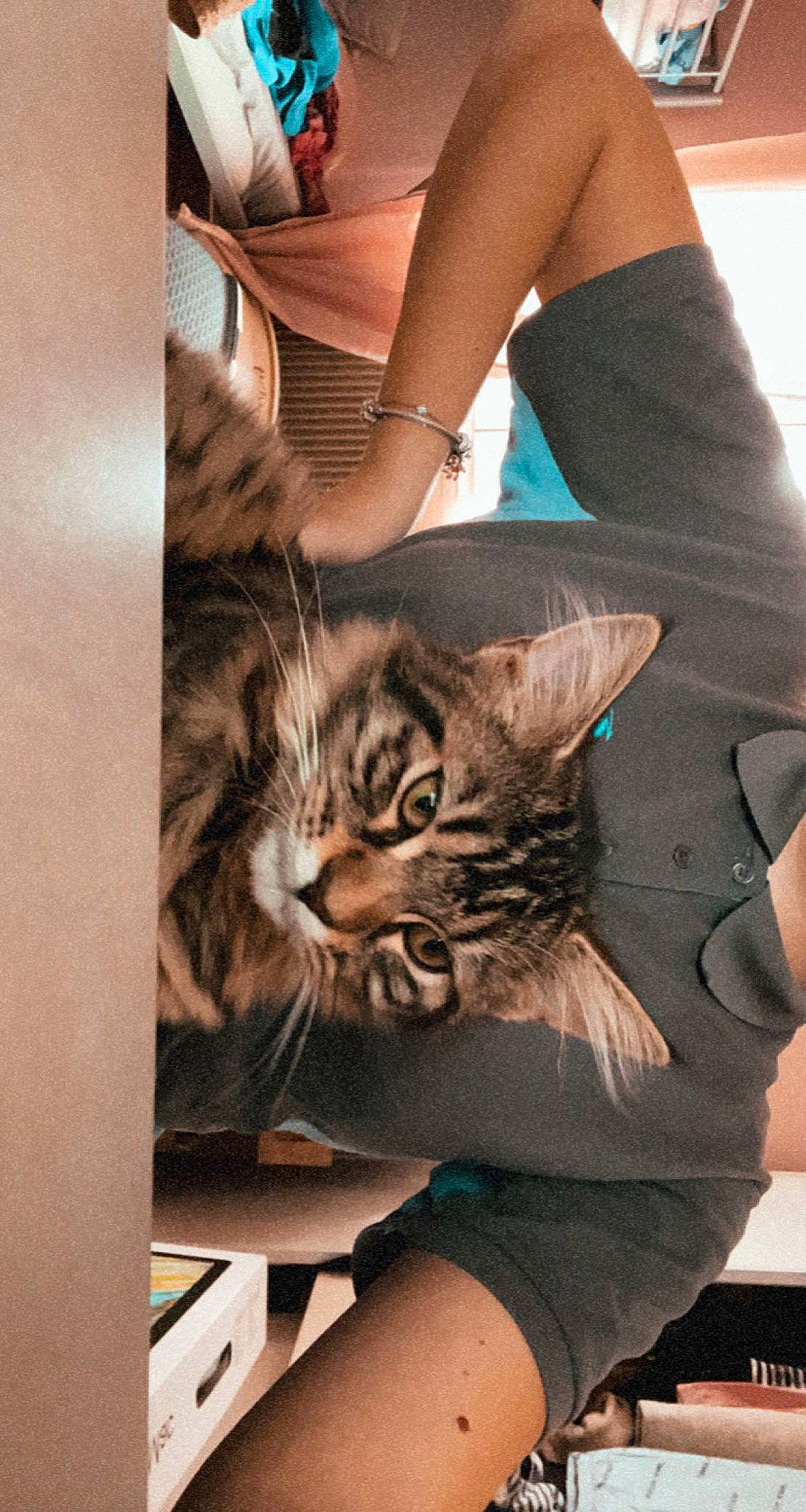 Saphyre participe au concours pour gagner de l'argent avec cette photo : carnivore, cat, comfort, domestic_short_haired_cat, ear, fawn, felidae, fur, gesture, human_leg, jewellery, leg, pattern, sitting, sleeve, small_to_medium_sized_cats, tail, textile, thigh, whiskers