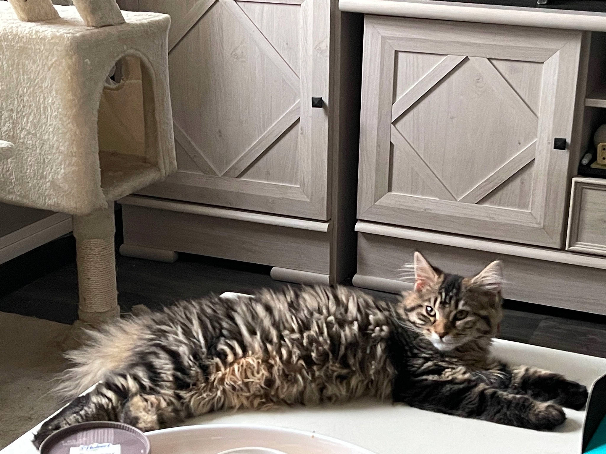 Saphyre a rejoint le concours — aidez-le/la à gagner de superbes lots ! beauty, black, carnivore, cat, comfort, door, felidae, floor, flooring, grey, interior_design, light, mammal, photograph, small_to_medium_sized_cats, snapshot, whiskers, white, window, wood