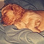 Oneal participe au concours pour gagner de l'argent avec cette photo : canidae, caramel_color, carnivore, cavapoo, cockapoo, companion_dog, dog, dog_breed, english_cocker_spaniel, fawn, mammal, nap, puppy, puppy_love, spaniel, sporting_group