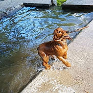 Oneal participe au concours pour gagner de l'argent avec cette photo : canidae, carnivore, companion_dog, dog, dog_breed, english_cocker_spaniel, fawn, irish_setter, liver, nova_scotia_duck_tolling_retriever, setter, spaniel, sporting_group, water
