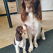 Stélia participe au concours pour gagner de l'argent avec cette photo : dog, puppy, spaniel, indoor, kitchen, floor, rug, brown, white, pet, animal, looking_up, sitting, domestic, cute, fur, ears, face, portrait, home