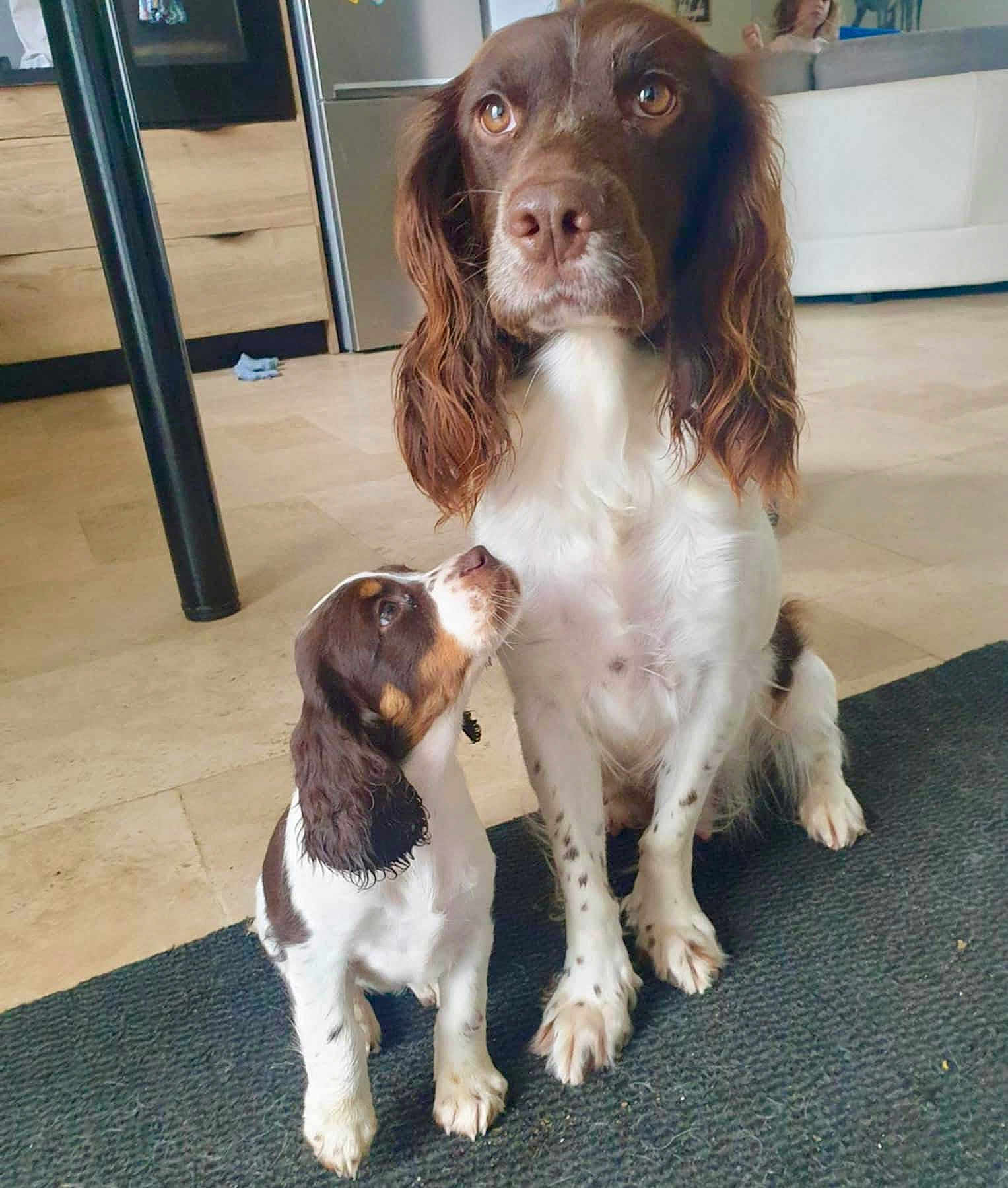 Stélia participe au concours pour gagner de l'argent avec cette photo : dog, puppy, spaniel, indoor, kitchen, floor, rug, brown, white, pet, animal, looking_up, sitting, domestic, cute, fur, ears, face, portrait, home