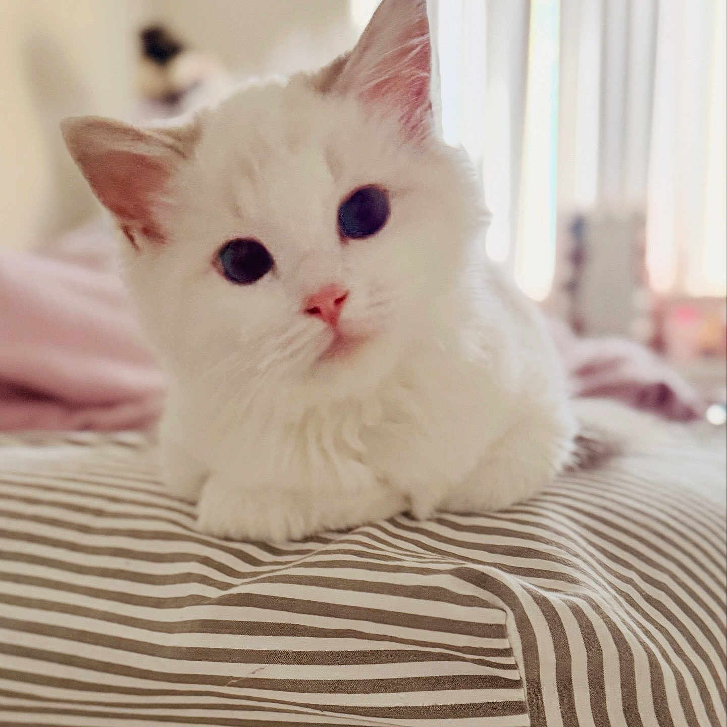 Lady Von Schweetz is registered to the contest to win money with this photo: kitten, cat, white_fur, pet, animal, cute, striped_cushion, indoor, soft_light, closeup, furry, small, resting, curious, adorable, young, whiskers, ears, pink_nose, bedroom