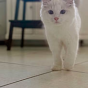Lady Von Schweetz joined the competition — help win amazing prizes! cat, white_cat, indoor, floor, tile_floor, walking, pet, feline, fur, ears, tail, kitchen, cabinet, stool, blurred_background, animal, cute, domestic, household, curious