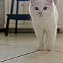 cat, white_cat, indoor, floor, tile_floor, walking, pet, feline, fur, ears, tail, kitchen, cabinet, stool, blurred_background, animal, cute, domestic, household, curious