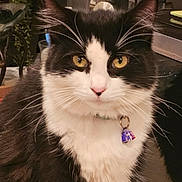 Lillymae is registered to the contest to win money with this photo: cat, black_and_white, indoor, pet, fluffy, yellow_eyes, collar, bell, whiskers, fur, domestic_animal, feline, animal, cute, sitting, close_up, face, portrait, houseplant, kitchen