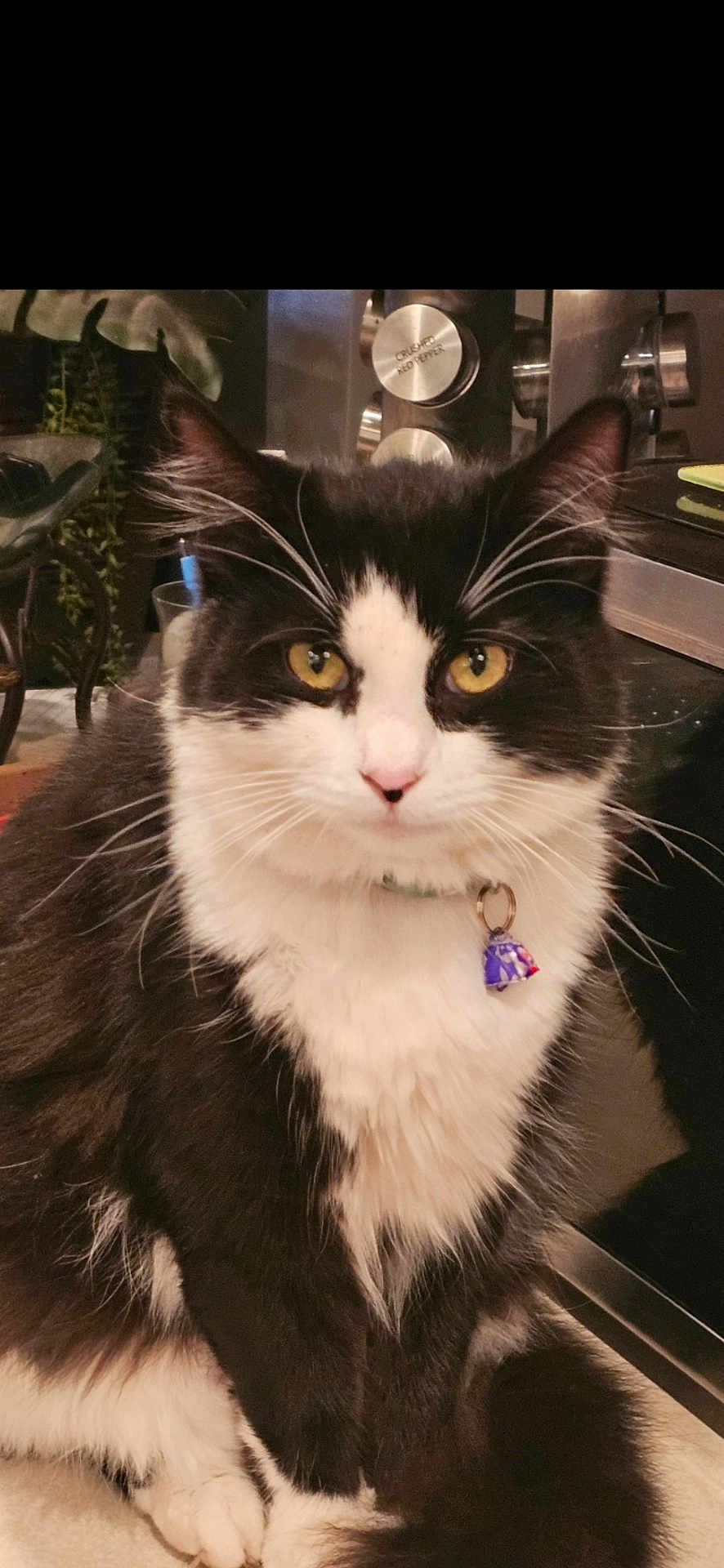Lillymae