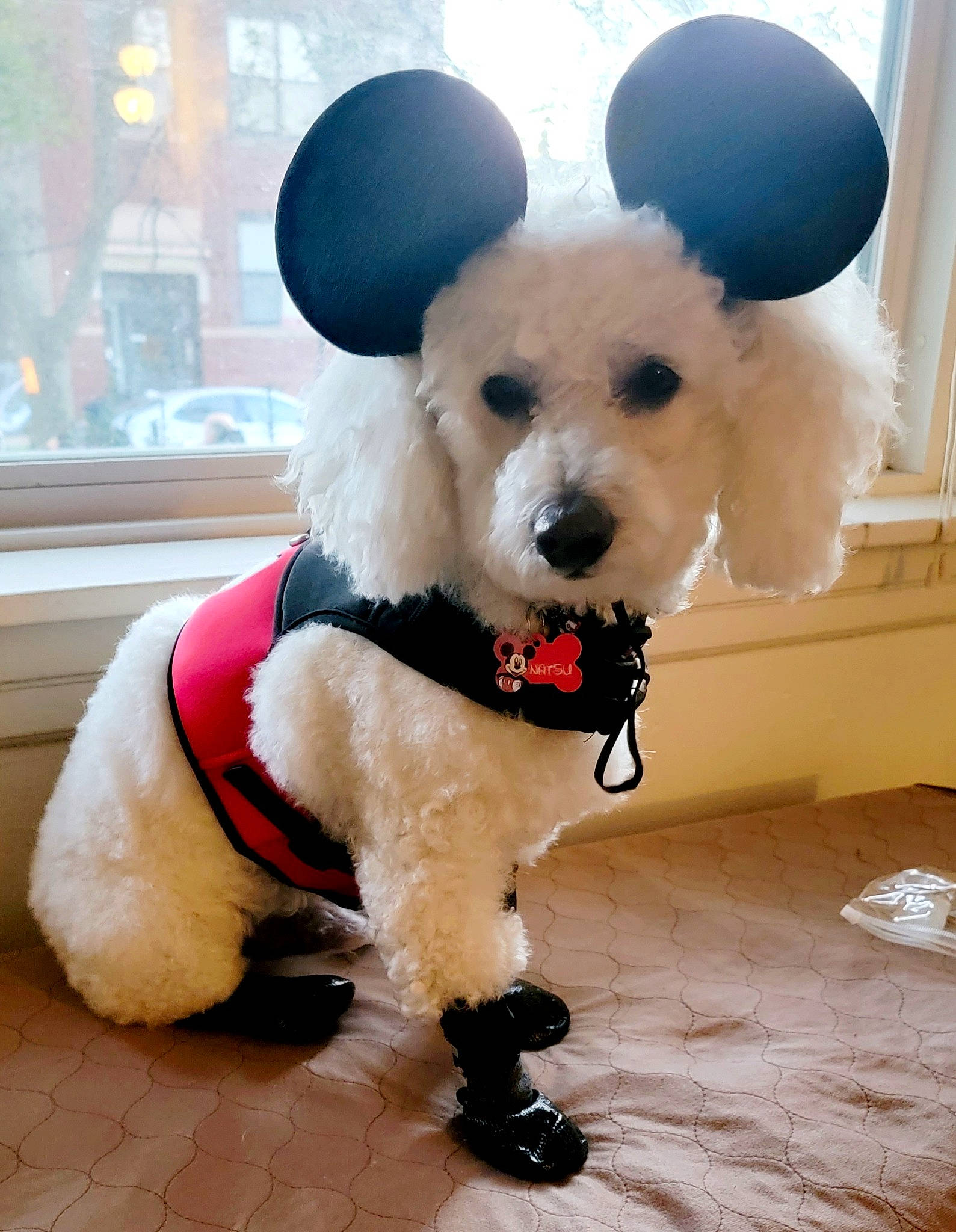 Natsu is registered to the contest to win money with this photo: carnivore, collar, companion_dog, dog, dog_breed, dog_clothes, dog_collar, dog_supply, fashion_accessory, fawn, fur, pet_supply, snout, sporting_group, stuffed_toy, sunglasses, toy, toy_dog, window, working_animal