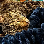 Grey is registered to the contest to win money with this photo: cat, tabby, sleeping, whiskers, fur, closeup, cozy, blanket, blue, soft, nap, resting, animal, pet, cute, indoor, relaxed, face, feline, comfort