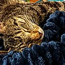 cat, tabby, sleeping, whiskers, fur, closeup, cozy, blanket, blue, soft, nap, resting, animal, pet, cute, indoor, relaxed, face, feline, comfort