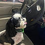 Prince joined the competition — help win amazing prizes! bandana, car_interior, dashboard, dog, door_panel, fur, happy, keys, leather_seat, parking_lot, pet, portrait, reflection, seat, shih_tzu, side_mirror, small_dog, steering_wheel, tongue_out, window