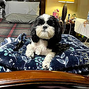 Prince is registered to the contest to win money with this photo: bed, bedroom, black_and_white_dog, blanket, collar, cozy, cute, dog, eyes, fur, headboard, indoor, lamp, nightstand, nose, paw, pillow, plaid, shih_tzu, wooden_frame