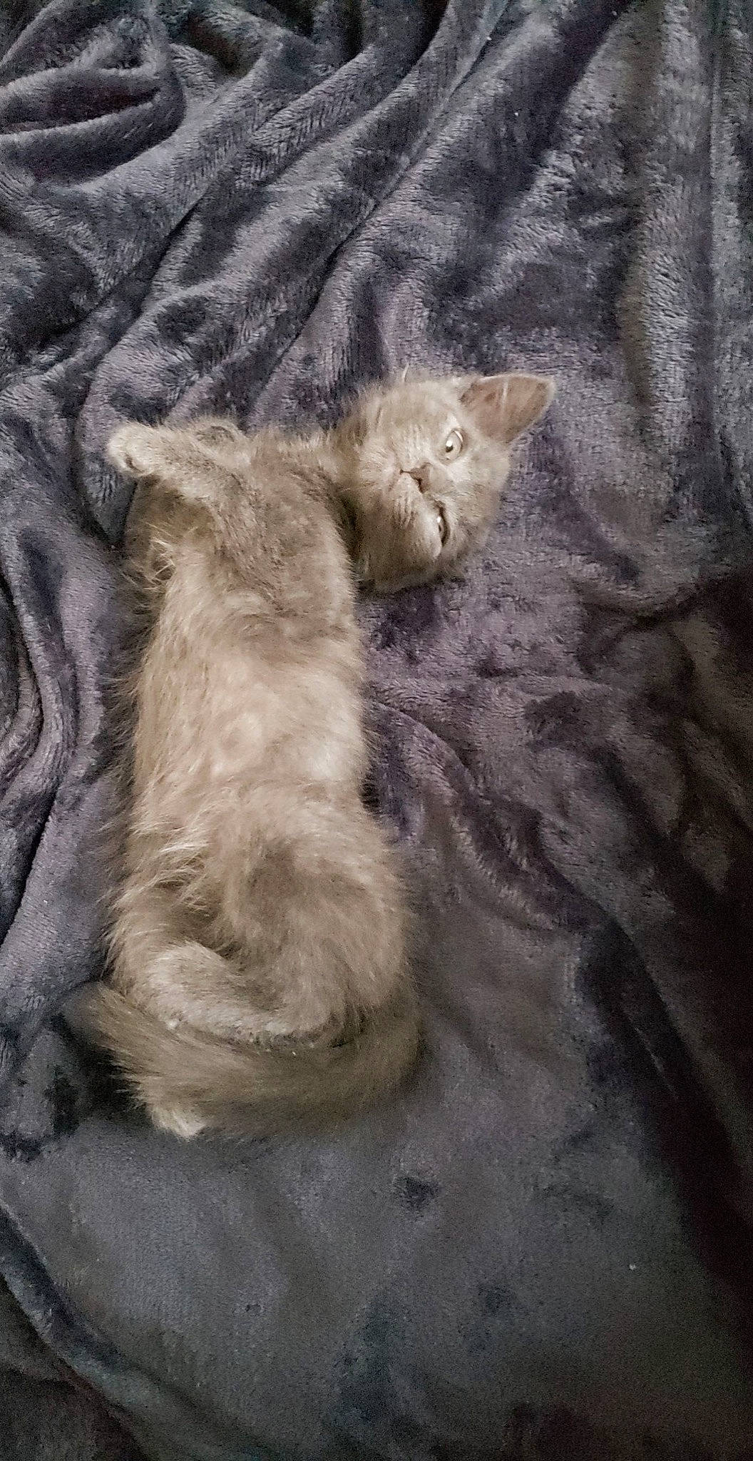 Grizou participe au concours pour gagner de l'argent avec cette photo : carnivore, cat, claw, comfort, domestic_short_haired_cat, fawn, felidae, fur, grey, nap, paw, sand, sleep, small_to_medium_sized_cats, snout, tail, terrestrial_animal, whiskers