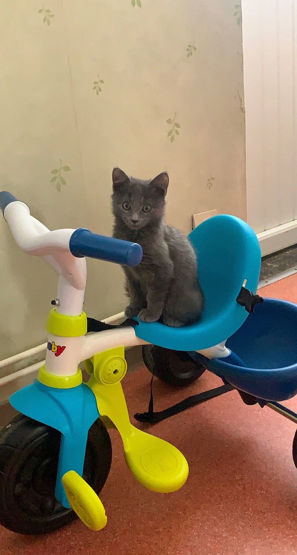 Grizou a rejoint le concours — aidez-le/la à gagner de superbes lots ! art, azure, carnivore, cat, cat_supply, chair, comfort, domestic_short_haired_cat, electric_blue, felidae, plastic, room, russian_blue, sitting, small_to_medium_sized_cats, tail, toy, whiskers, window