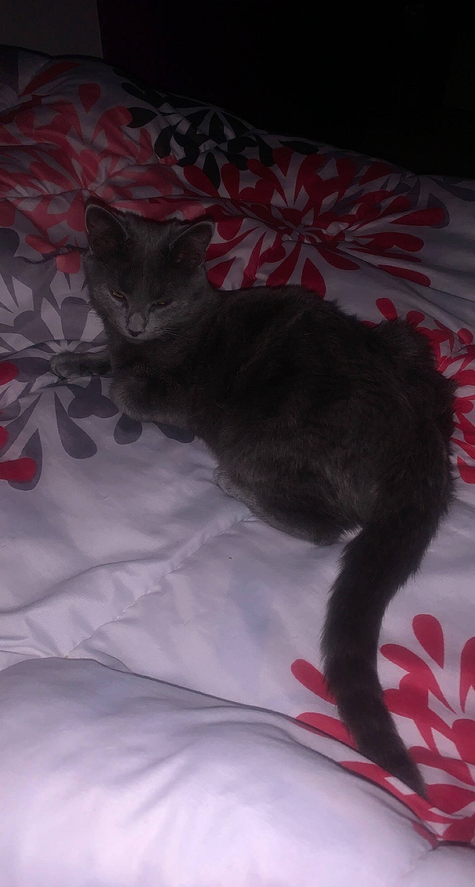 Grizou a rejoint le concours — aidez-le/la à gagner de superbes lots ! bed, bedding, black_cat, carmine, carnivore, cat, claw, comfort, domestic_short_haired_cat, felidae, fur, grey, linens, nap, paw, small_to_medium_sized_cats, tail, whiskers