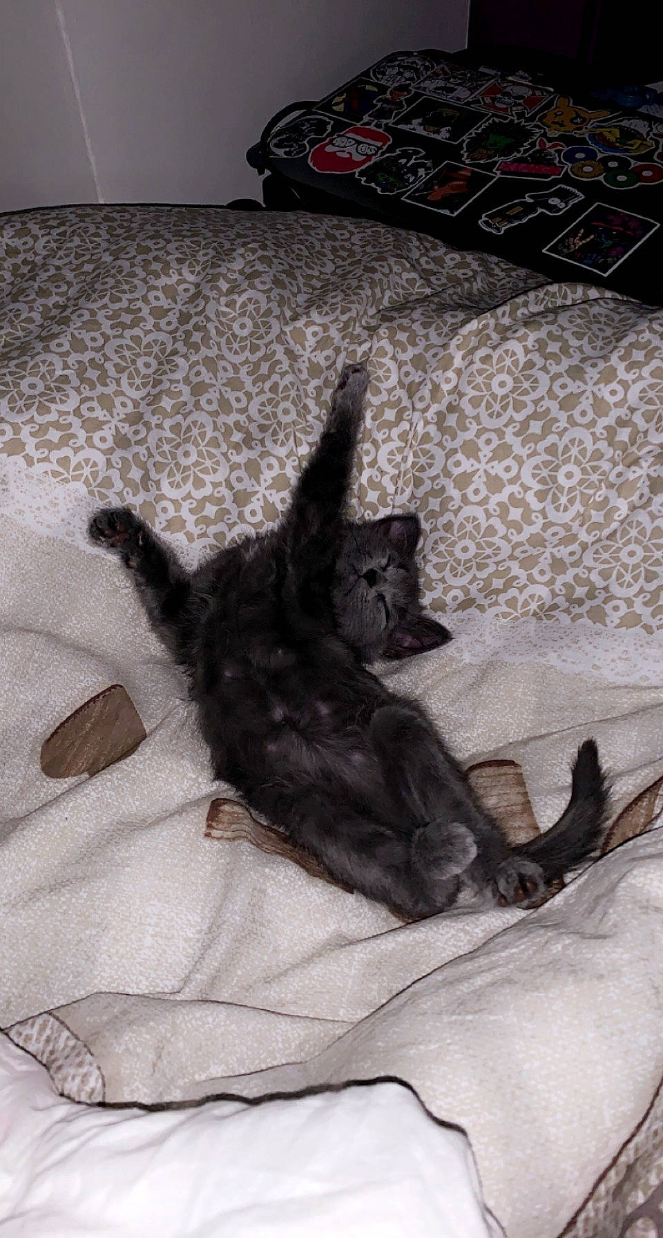 Grizou participe au concours pour gagner de l'argent avec cette photo : bed, bed_sheet, bedding, canidae, carnivore, comfort, companion_dog, dog, dog_breed, felidae, flooring, fur, grey, linens, paw, room, small_to_medium_sized_cats, tail, whiskers, working_animal