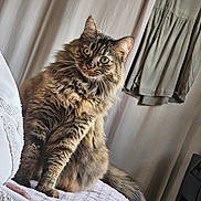 Mimi a rejoint le concours — aidez-le/la à gagner de superbes lots ! cat, tabby, fluffy, long_hair, feline, green_eyes, whiskers, ears, sitting, portrait, indoor, bedroom, blanket, curtain, dress, clothing, cozy, brown_fur, pet, photography