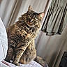 cat, tabby, fluffy, long_hair, feline, green_eyes, whiskers, ears, sitting, portrait, indoor, bedroom, blanket, curtain, dress, clothing, cozy, brown_fur, pet, photography
