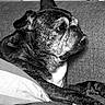 dog, brindle_dog, pet, animal, couch, sleeping, lying_down, relaxed, portrait, black_and_white, monochrome, fur, muzzle, ears, eyes, paws, legs, indoor, home, furniture