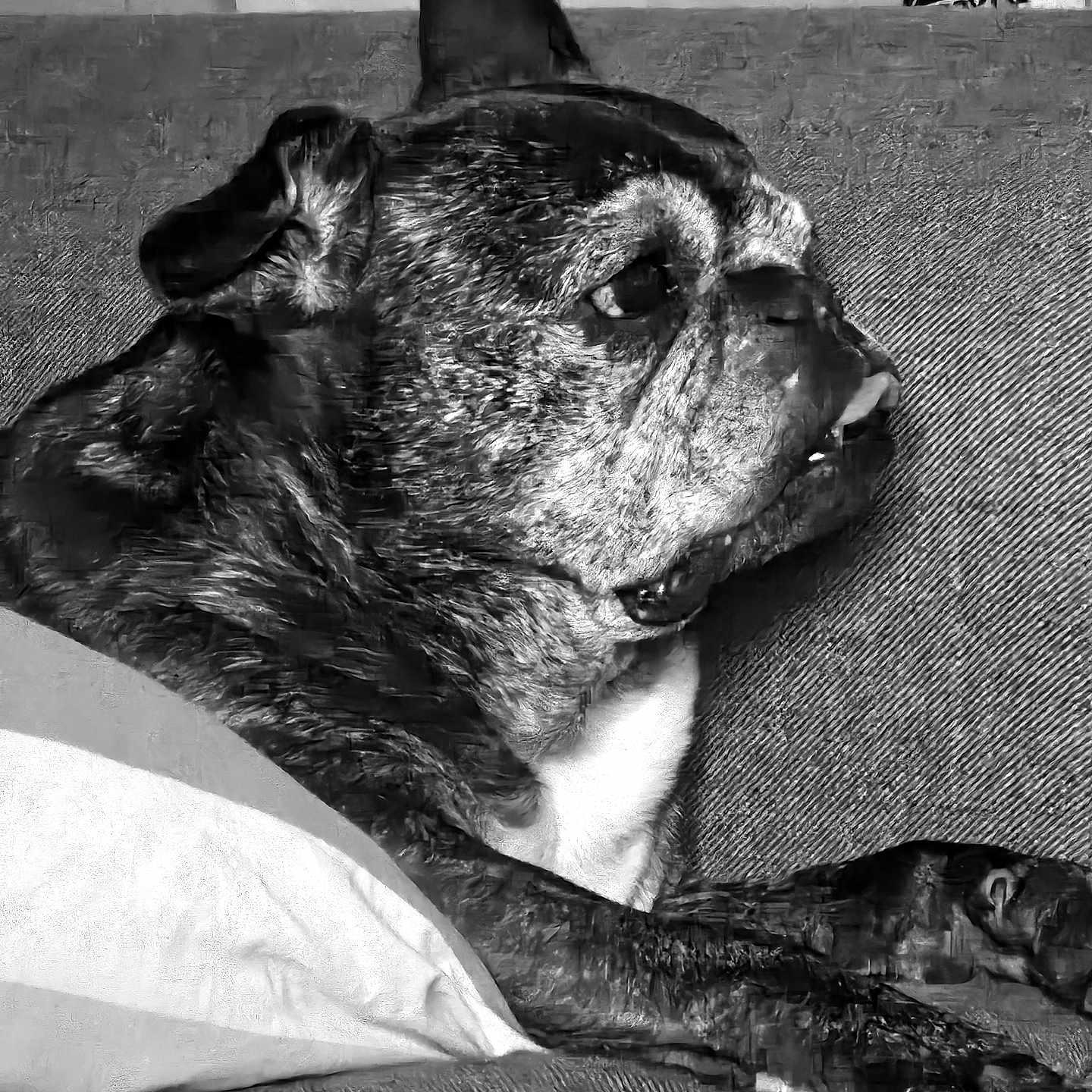Rubis participe au concours pour gagner de l'argent avec cette photo : dog, brindle_dog, pet, animal, couch, sleeping, lying_down, relaxed, portrait, black_and_white, monochrome, fur, muzzle, ears, eyes, paws, legs, indoor, home, furniture