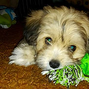 Bubbies joined the competition — help win amazing prizes! animal, brown, carpet, closeup, cute, dog, fluffy, fur, green, indoor, laying, nose, paw, pet, pet_toy, playful, puppy, rope, toy, young